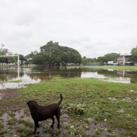 Gregory Park, 28 January 2013.