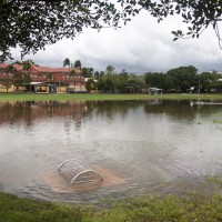 Gregory Park, 28 January 2013. The tide was still rising, and water was gushing into the park through this drain.