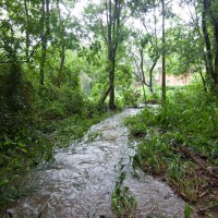 One of the streams leading to the Couldrey Street clearing, 29 January 2012