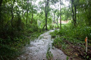 One of the streams leading to the Couldrey Street clearing, 29 January 2012