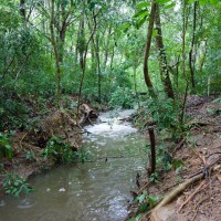 A stream in the Stuartholme Branch of the Weedy Wonderland, 29 January 2012