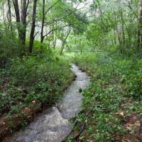 A stream in the Stuartholme Branch of the Weedy Wonderland, 29 January 2012