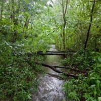 A stream in the Stuartholme Branch of the Weedy Wonderland, 29 January 2012