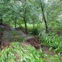 A stream in the Birdwood Branch of the Weedy Wonderland, 29 January 2012