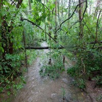 A stream in the Birdwood Branch of the Weedy Wonderland, 29 January 2012