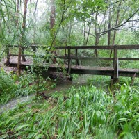 A stream in the Birdwood Branch of the Weedy Wonderland, 29 January 2012