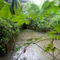 A drain near Tristania Drive, 29 January 2012