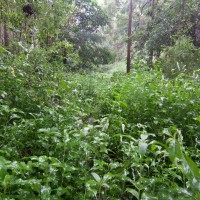 Fighting through the weeds along the creek near Tristania Drive, 29 January 2012