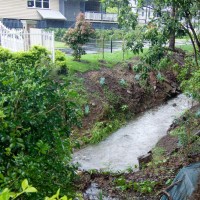 The stream just before it vanishes under Haining Street, 29 January 2012