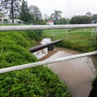 The pond at Norman Buchan Park, 29 January 2012