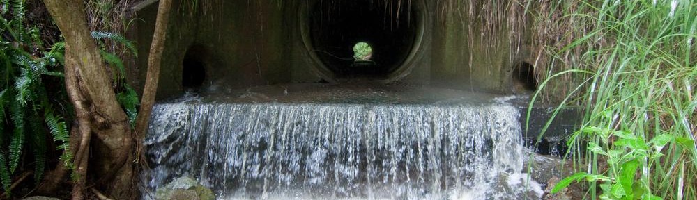 The Tristania Falls, 29 January 2012. If you look very closely, you can see a water dragon.