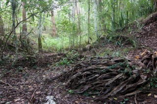 The bottom of a gully near Old Mount Coot-tha Road.