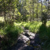 A small creek near the Lookout Trail leading from the summit of Mount Coot-tha towards Caladenia Street, Indooroopilly.