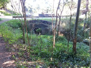 Where the bush becomes suburbia and the creek becomes a drain at Caladenia Street, Indooroopilly.