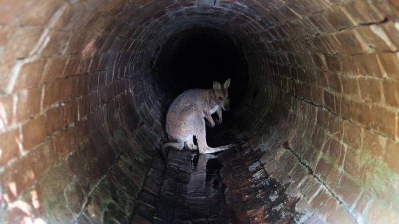 The wallaby inside the drain under Frederick Street.