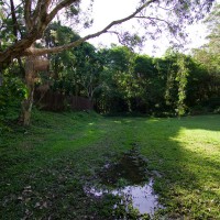 The clearing at the bottom of Couldrey Street (October 2011). This site is often boggy, and ponds form when there is good rain.