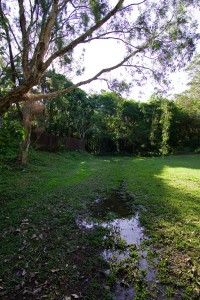 The clearing at the bottom of Couldrey Street, looking upstream (October 2011). This site is often boggy, and ponds form when there is good rain.