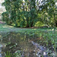 Pond at Couldrey Street