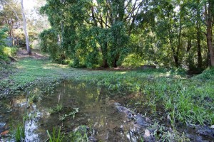 Pond at Couldrey Street