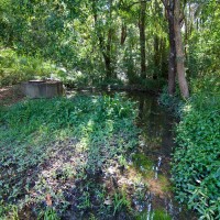 A pond at the junction of the Weedy Wonderland and the Couldrey Street clearing (October 2011)