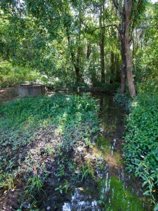 A pond at the junction of the Weedy Wonderland and the Couldrey Street clearing (October 2011)