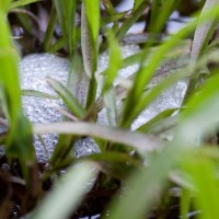 Frogspawn in the temporary pond at the Couldrey Street clearing