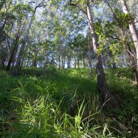 The descent from Sir Samuel Griffith Drive, down to the tributary of Cubberla Creek