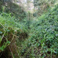 The path I carved through the lantana that covered most of the stream