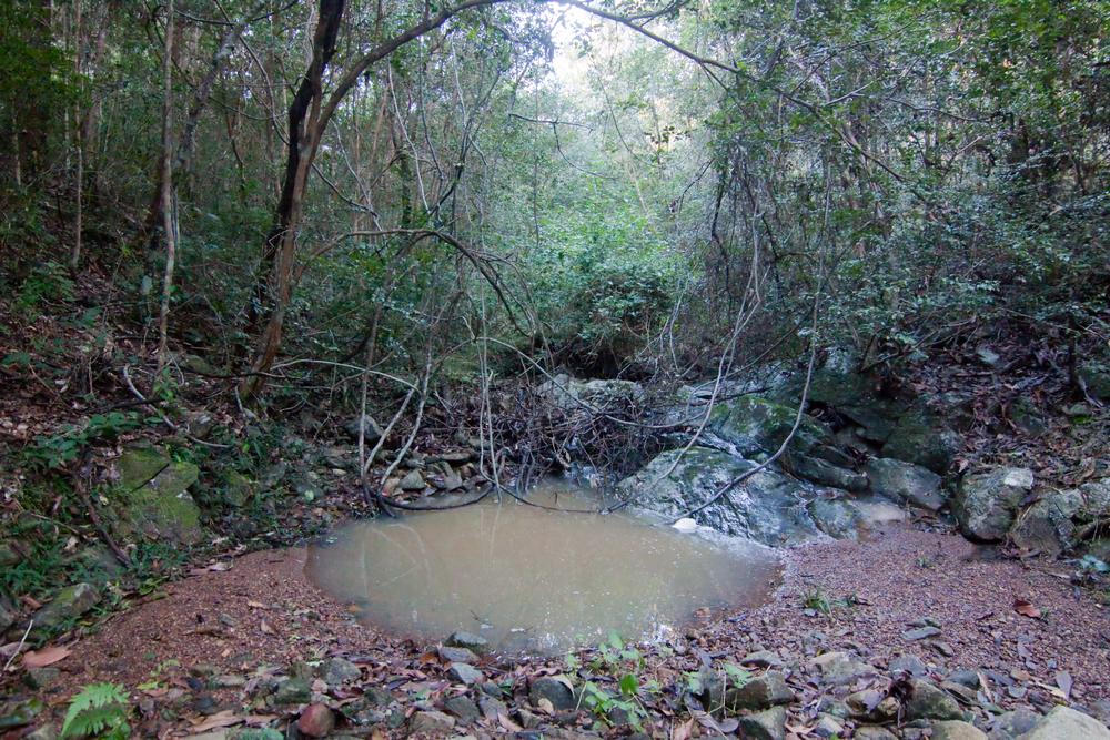A pond in the Cubberla Creek tributary