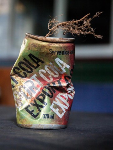 An Export Cola can in which a seed has taken root.