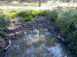 The pond at the bottom of the Fernberg grounds, 2 September, 2012.