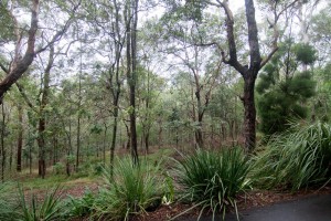 Remnant bush in the Ferngerg grounds, viewed from the path leading down to the pools