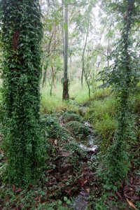 The stream running down the western side of the Fernberg grounds