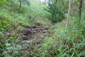 The stream running down the western edge of the Fernberg grounds