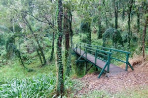 A bridge over a gully in the Fernberg grounds