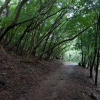 The grove of Chinese elms on the path leading back to the main lawn