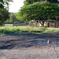 A duck lingers around a drying pond on Frew Park