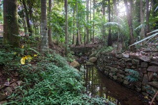 The stream closest to Mount Coot-tha Road is in parts lined with stone walls.