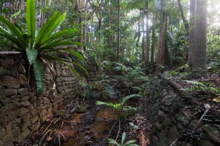 The stream closest to Mount Coot-tha Road is in parts lined with stone walls.