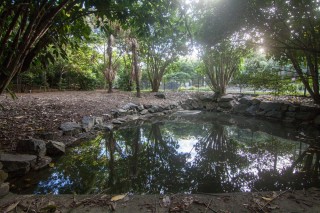 A small dam at the top of one of the streams in the Mount Coot-tha Botanic Gardens