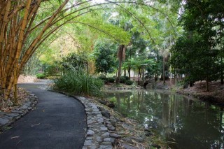 The upstream part of the main lagoon at the Mount Coot-tha Gardens.