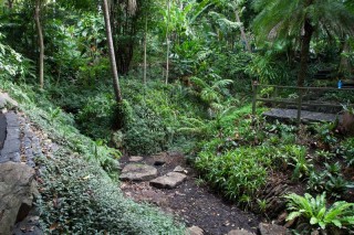 A damp streambed running through the exotic rainforest section.