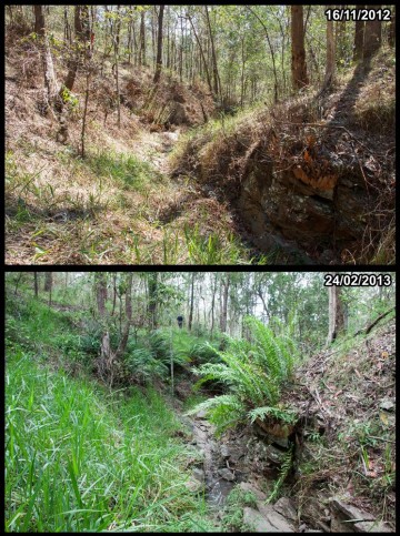 Contrasting conditions at the same location along a tributary in the headwaters of Ithaca Creek, in Mount Coot-tha forest.