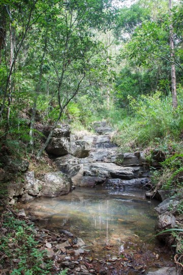 A pond in a tributary of Ithaca Creek, Mount Coot-tha. (February 2013)