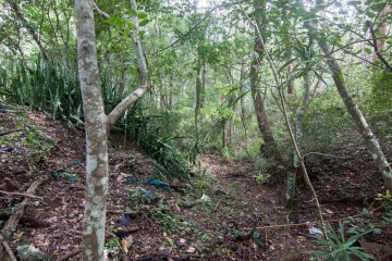 The gully where I found the bottles and cans.