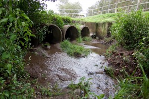 The drain pit in Norman Buchan Park, after rain. This was once a favourite spot for the kids of the neighbourhood.