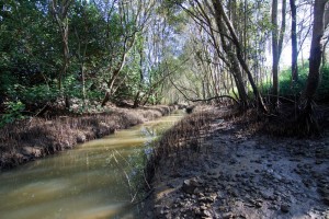 Toowong Creek near low tide, at the downstream end of Perrin Park