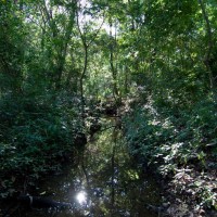 A stream in the Weedy Wonderland after rain in October 2011