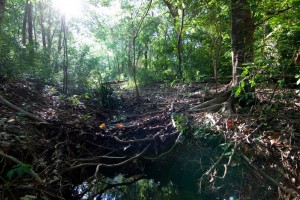 Weedy Wonderland stream