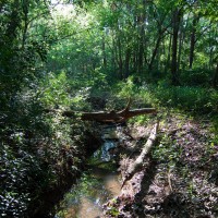 A stream in the Weedy Wonderland after rain in October 2011